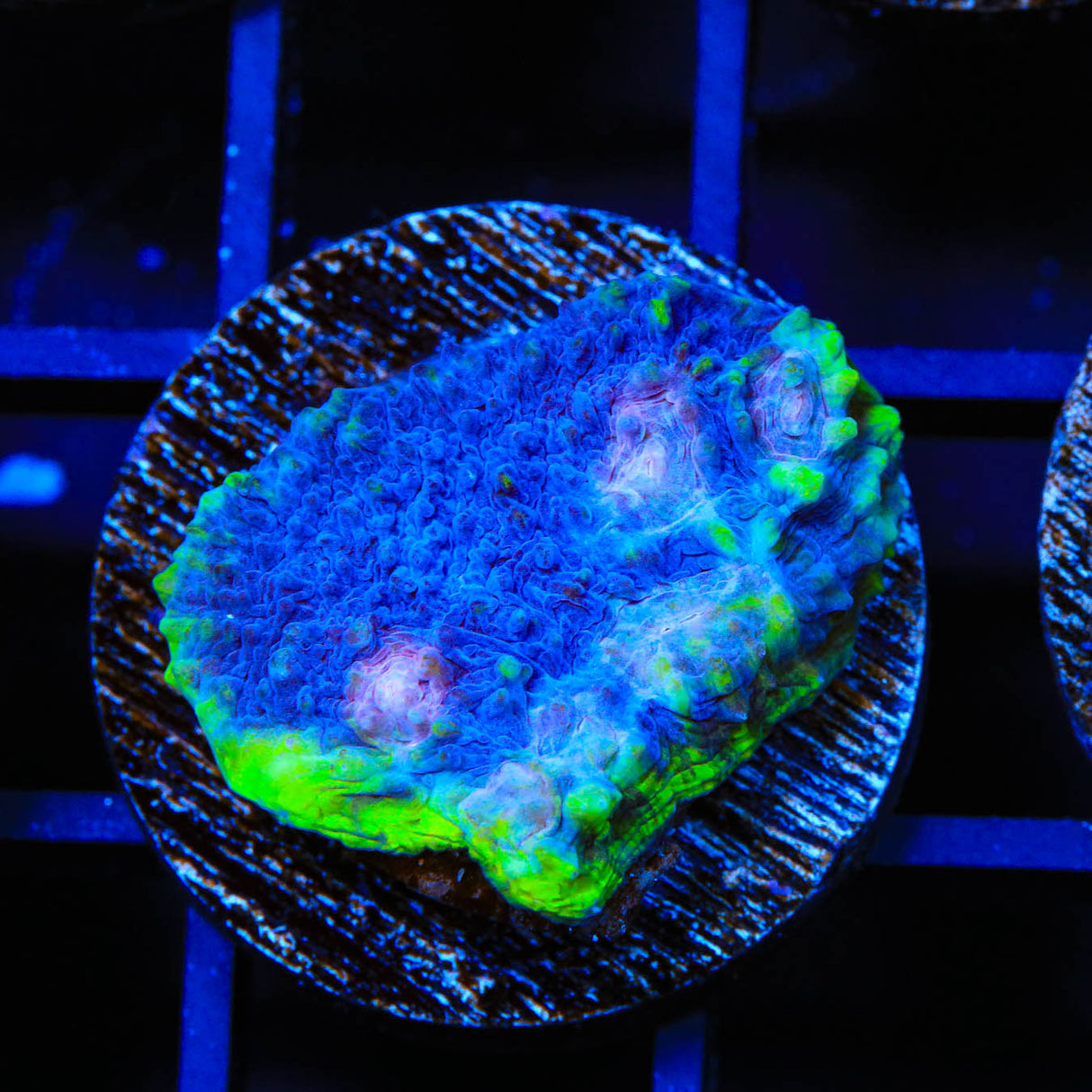 TSA Blues Clues Chalice Coral - Top Shelf Aquatics