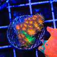 TSA Grafted Two to Tango Leptastrea Coral