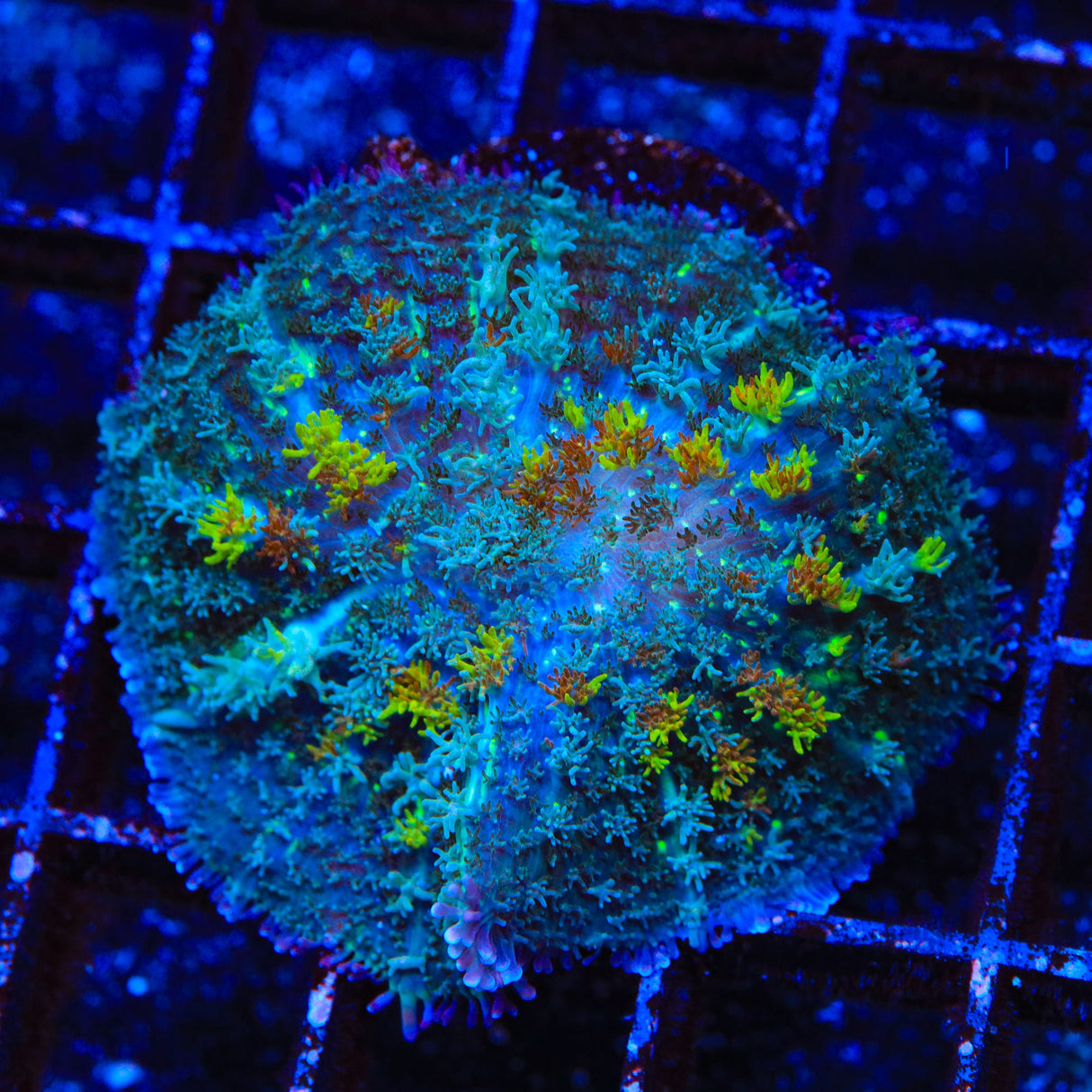 Fireworks Persian Rug Mushroom XL Frag Coral