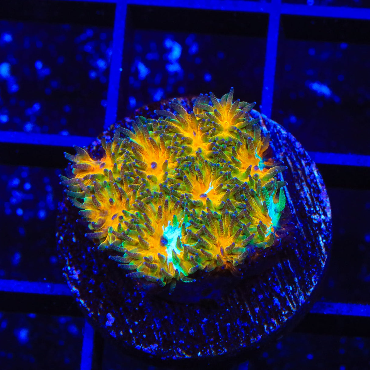 TSA Grafted Two to Tango Leptastrea Coral