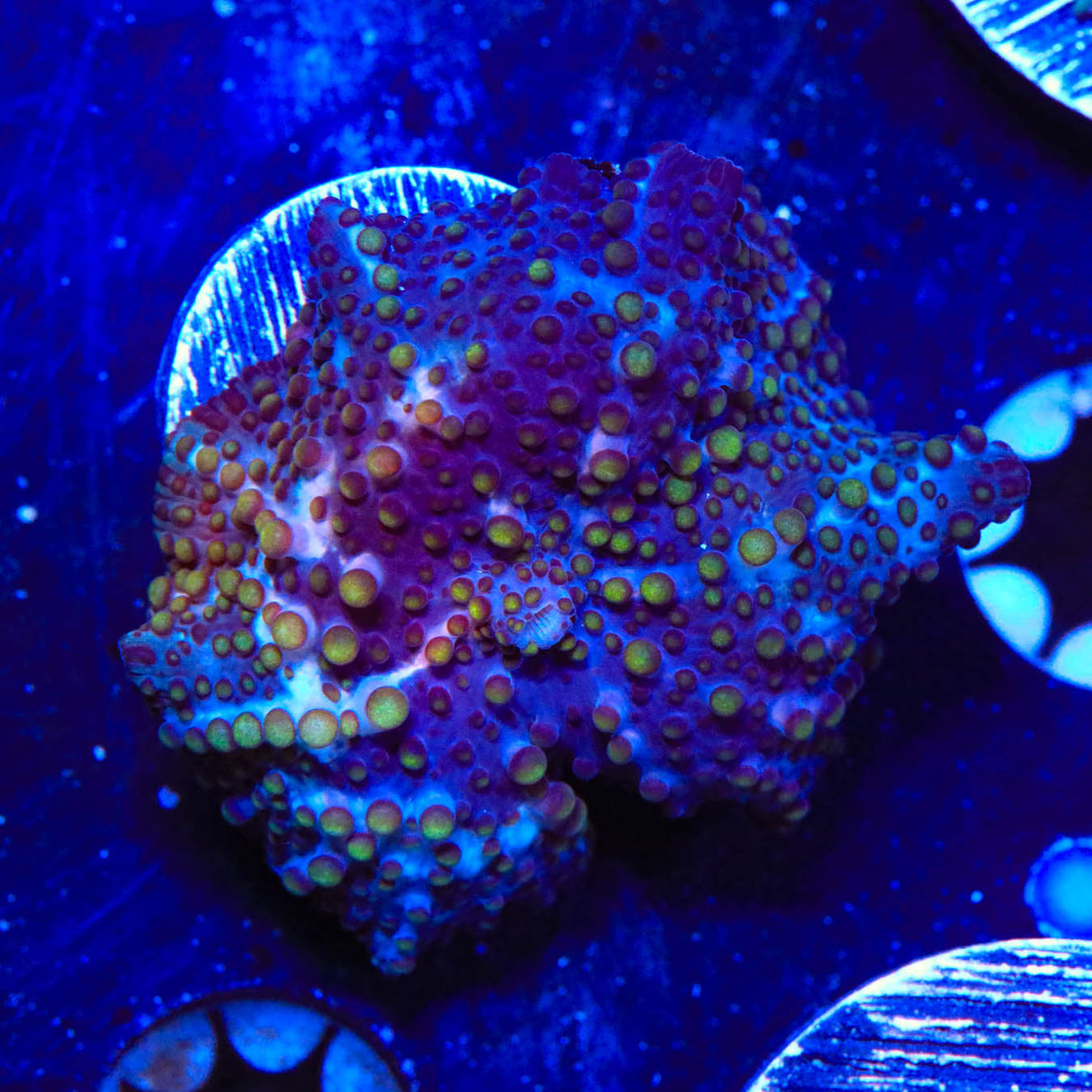 Lava Lamp Mushroom Coral