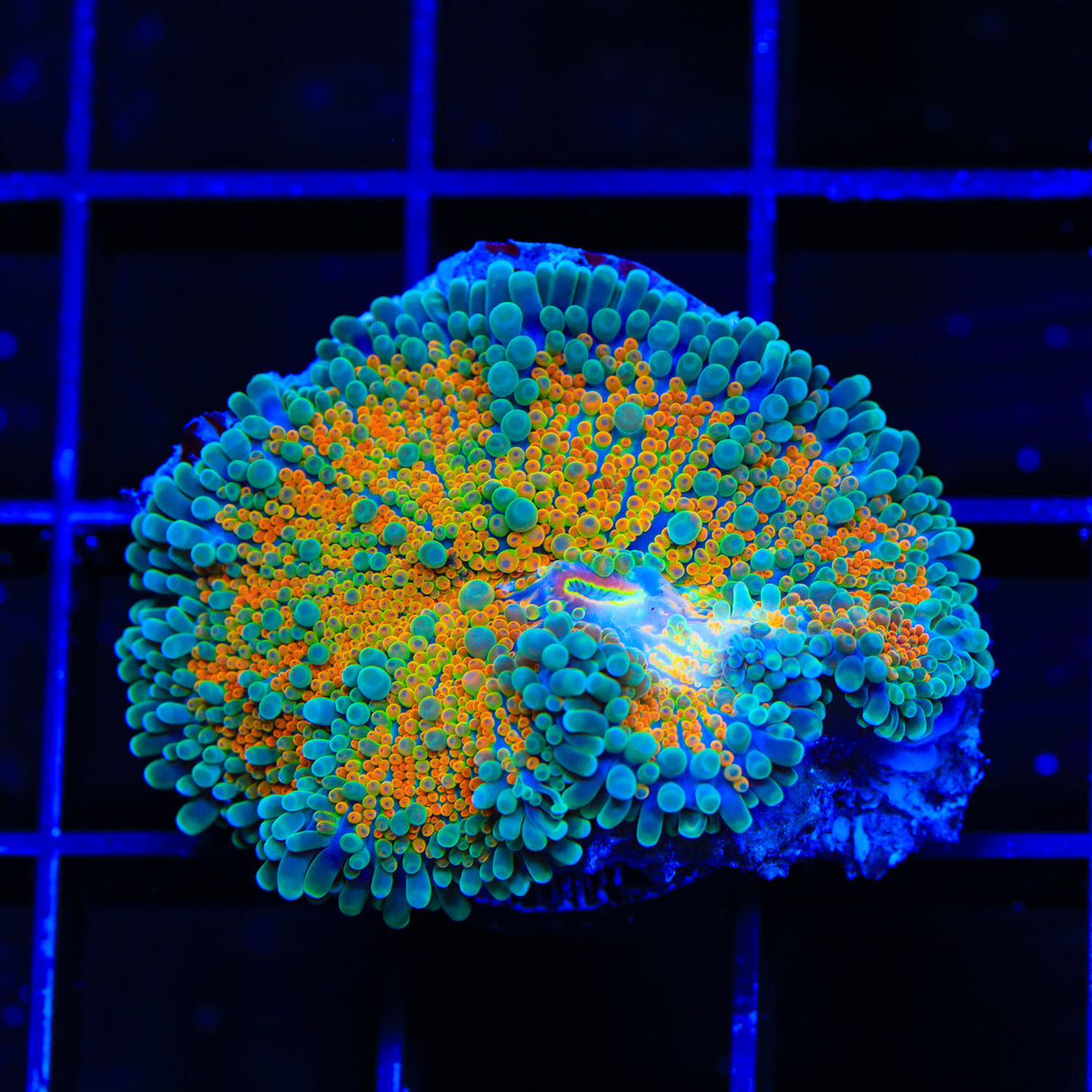 Rainbow Yuma Coral - Top Shelf Aquatics