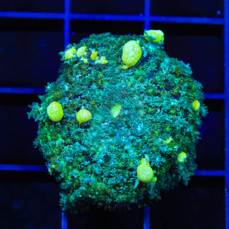 TSA Lemonhead Bounce Mushroom Coral