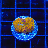 TSA Orange Smash Bounce Mushroom Coral