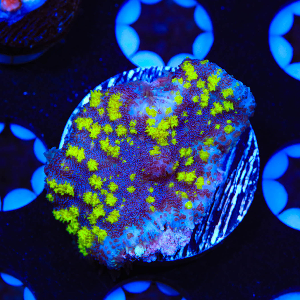 Uranium Bounce Mushroom Coral - Top Shelf Aquatics