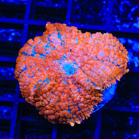 TSA Radical Red Rhodactis Mushroom Coral