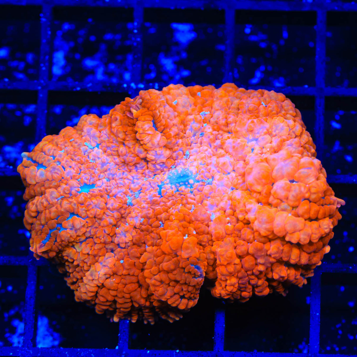 TSA Radical Red Rhodactis Mushroom Coral - Top Shelf Aquatics