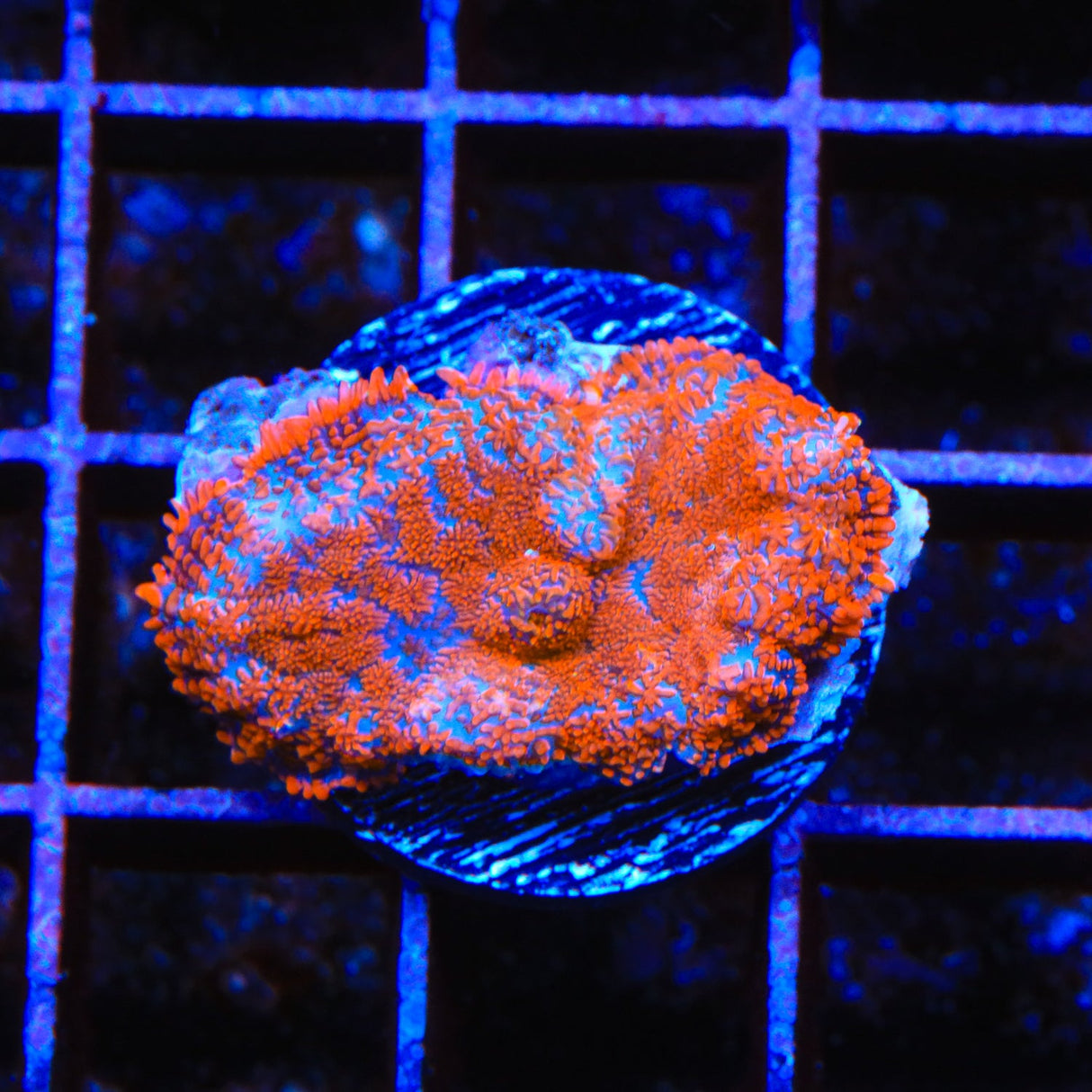 Ultra Rhodactis Mushroom Coral