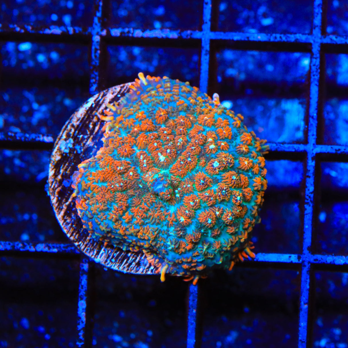 Twinkling Oranges Mushroom Coral