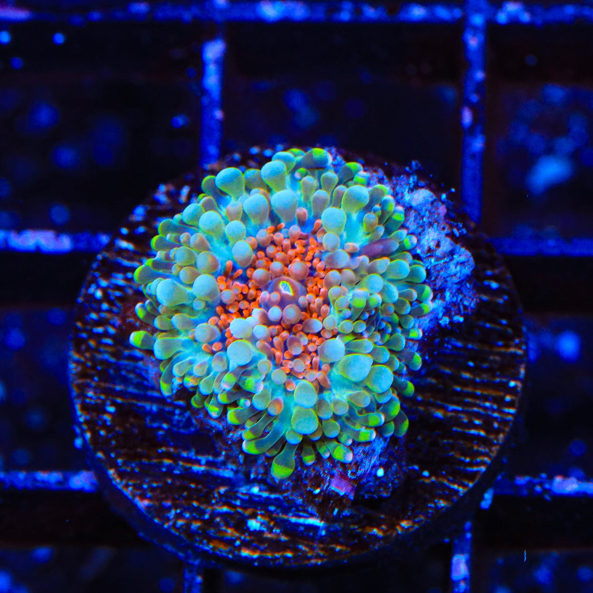 Rainbow Yuma Coral