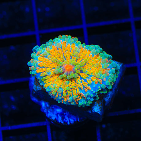 Rainbow Yuma Coral