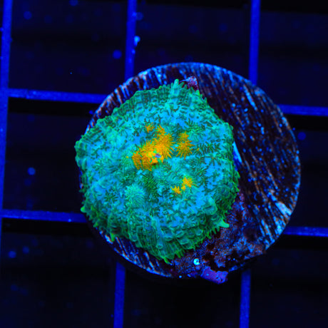 TSA Yellow Dotted Rhodactis Mushroom Coral