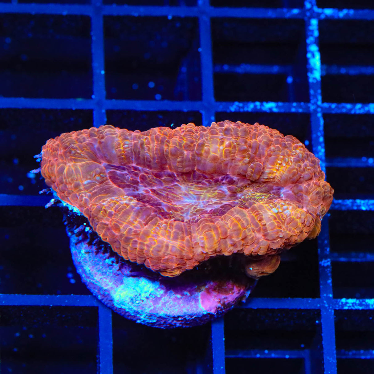 Ultra Lobophyllia Coral
