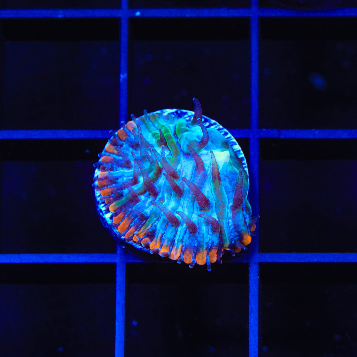 TSA Popsicle Aquacultured Plate Coral