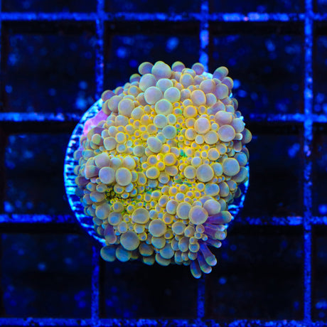 Rainbow Ricordea Coral