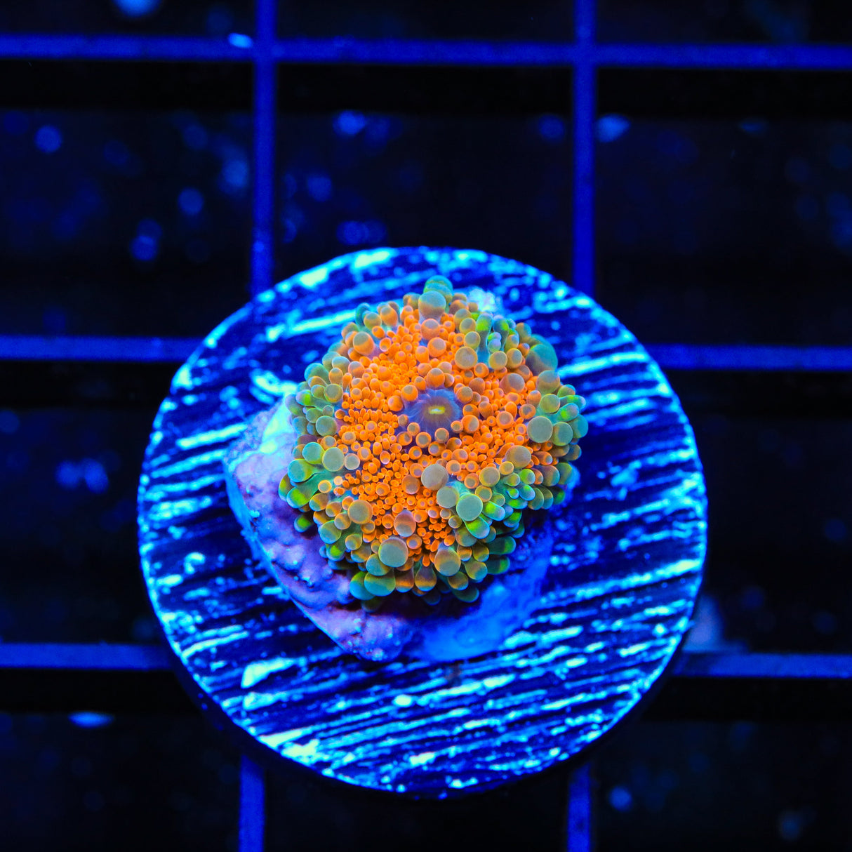 Rainbow Yuma Coral