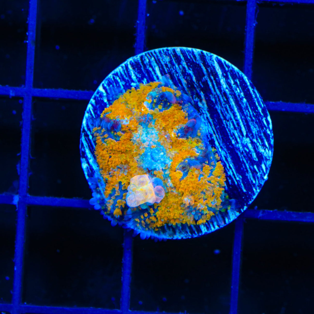 TSA Orange Smash Bounce Mushroom Coral