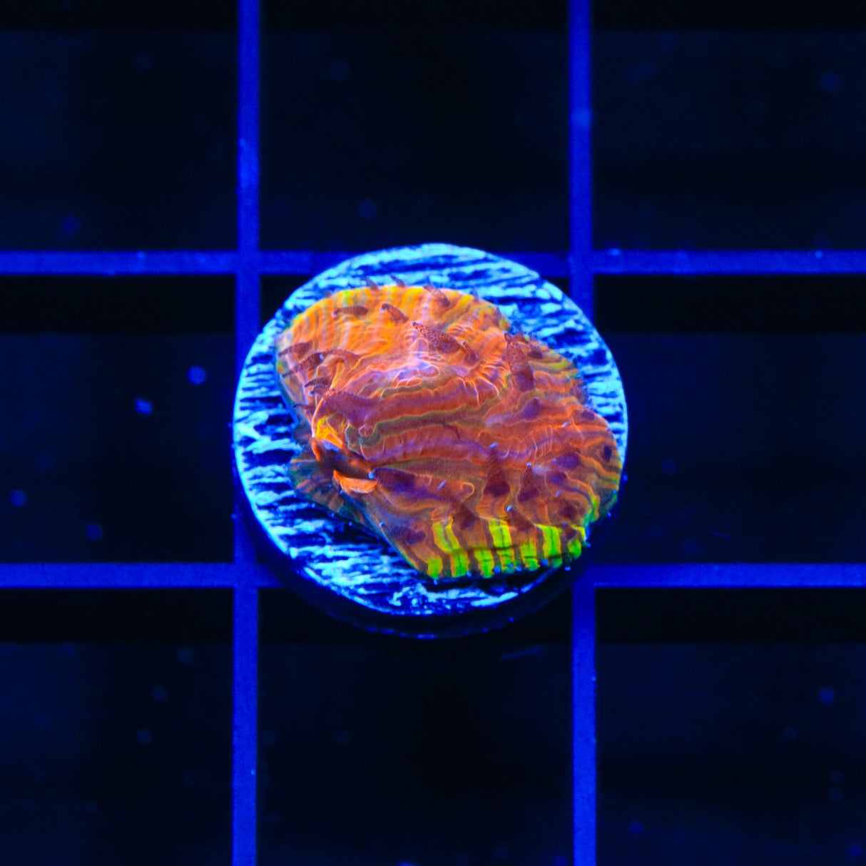 TSA Flaming Ring Aquacultured Plate Coral