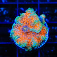 Rainbow Yuma Coral