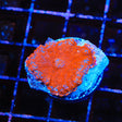 Ultra Rhodactis Mushroom Coral