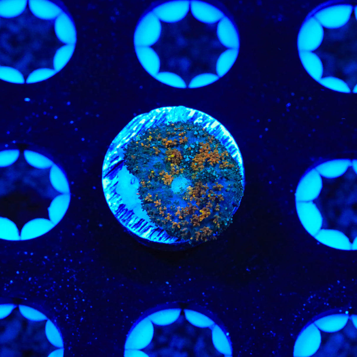Ultra Rhodactis Mushroom Coral - Top Shelf Aquatics