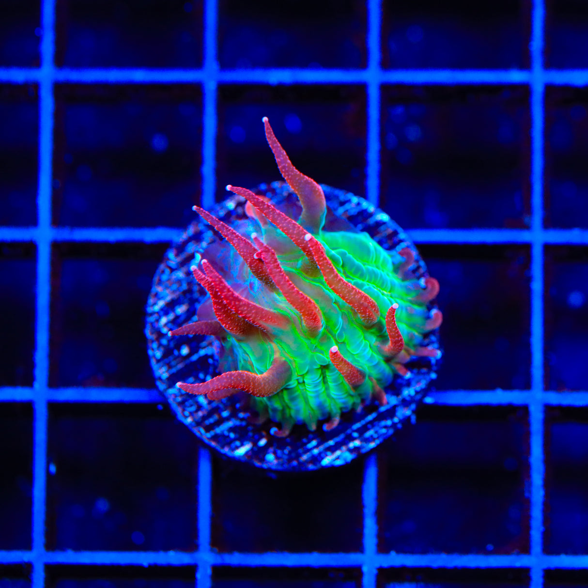 TSA Strawberry Ice Plate Coral