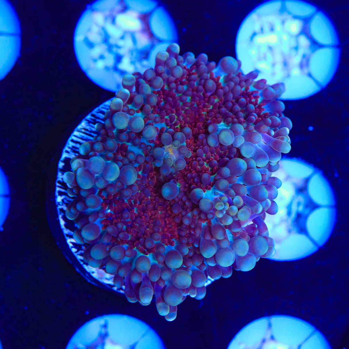 Ultra Yuma Coral