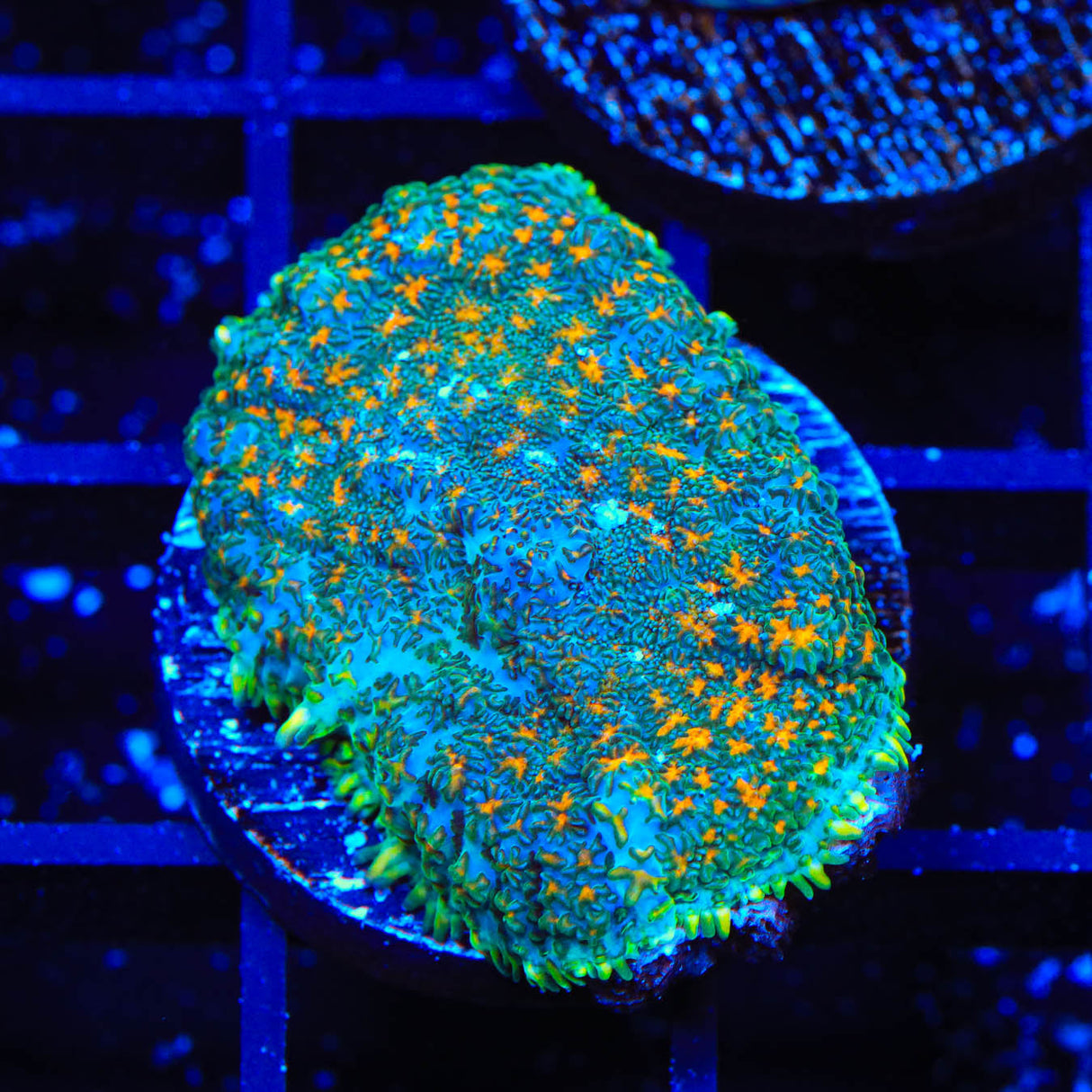 TSA Space Glitter Rhodactis Mushroom Coral