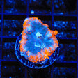 TSA Stranger Danger Rhodactis Mushroom Coral