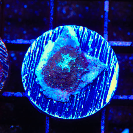 Glowworm Mushroom Coral