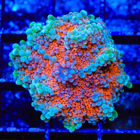 Rainbow Yuma Coral