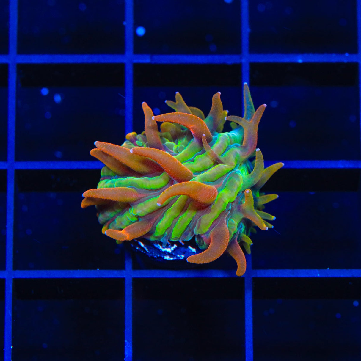 TSA Rainbow Blanka Aquacultured Plate Coral