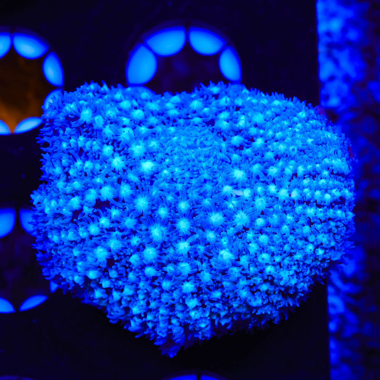 Blue Star Mushroom Coral - Top Shelf Aquatics