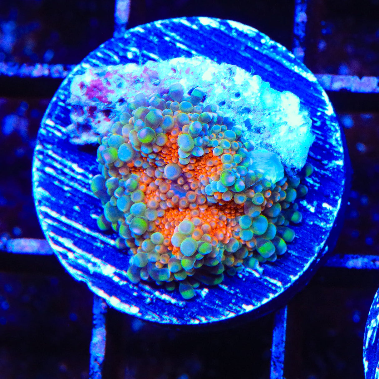 Rainbow Yuma Coral