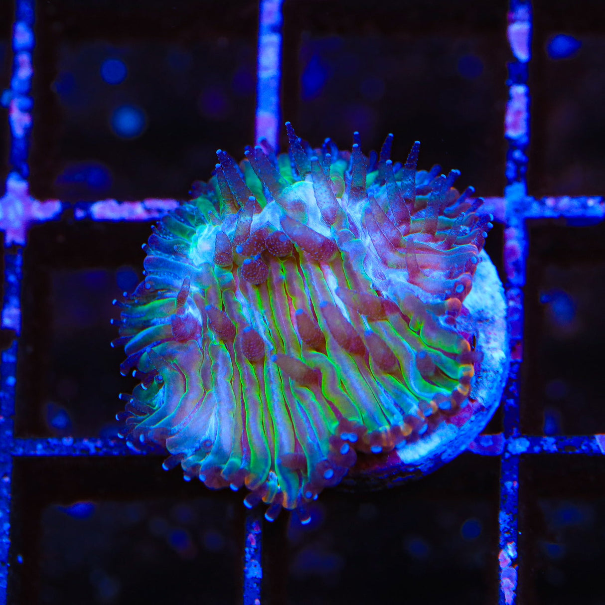 Rainbow Plate Coral