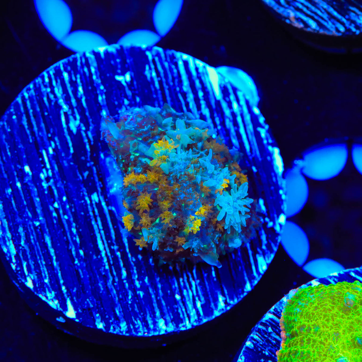 TSA Golden Stars Persian Rug Mushroom Coral - Top Shelf Aquatics