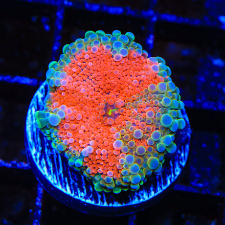 Rainbow Yuma Coral