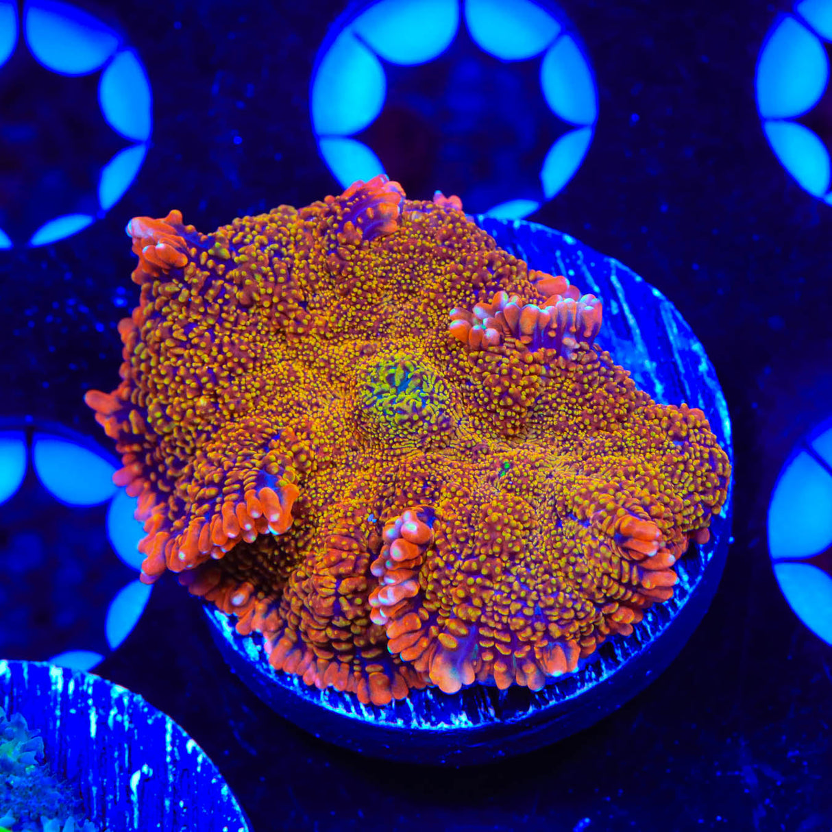 TSA Awesome Sauce Rhodactis Mushroom Coral - Top Shelf Aquatics