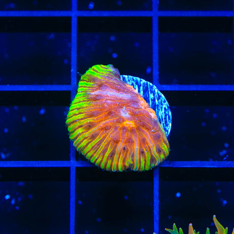 TSA Flaming Ring Aquacultured Plate Coral