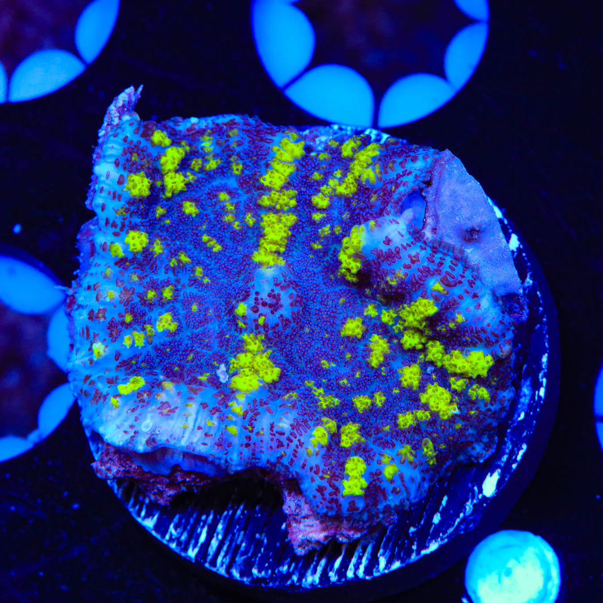 Uranium Bounce Mushroom Coral - Top Shelf Aquatics