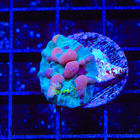 WWC Cosmic Candy Bounce Chalice Coral