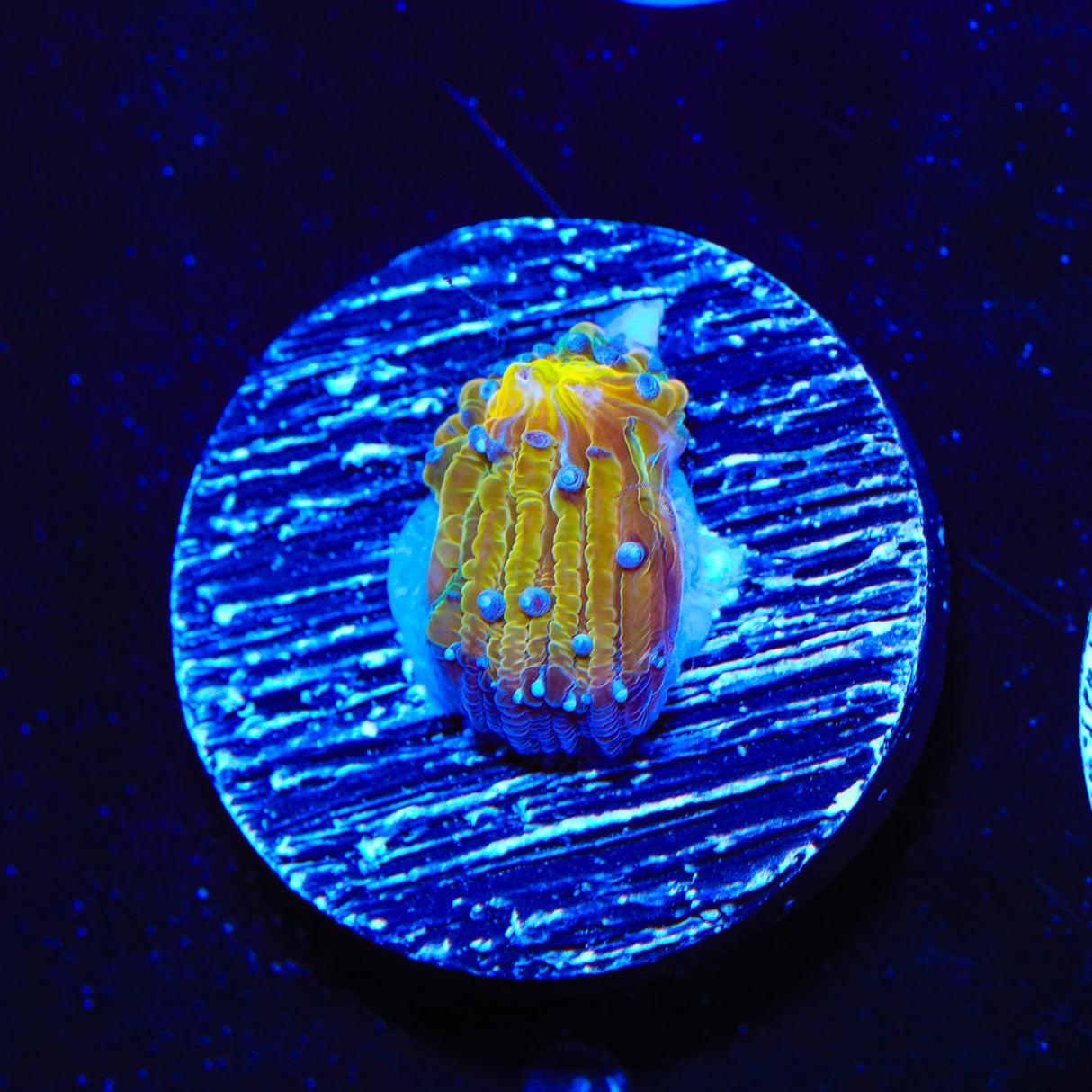 TSA 3CPO Plate Coral