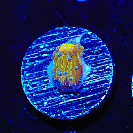 TSA 3CPO Plate Coral