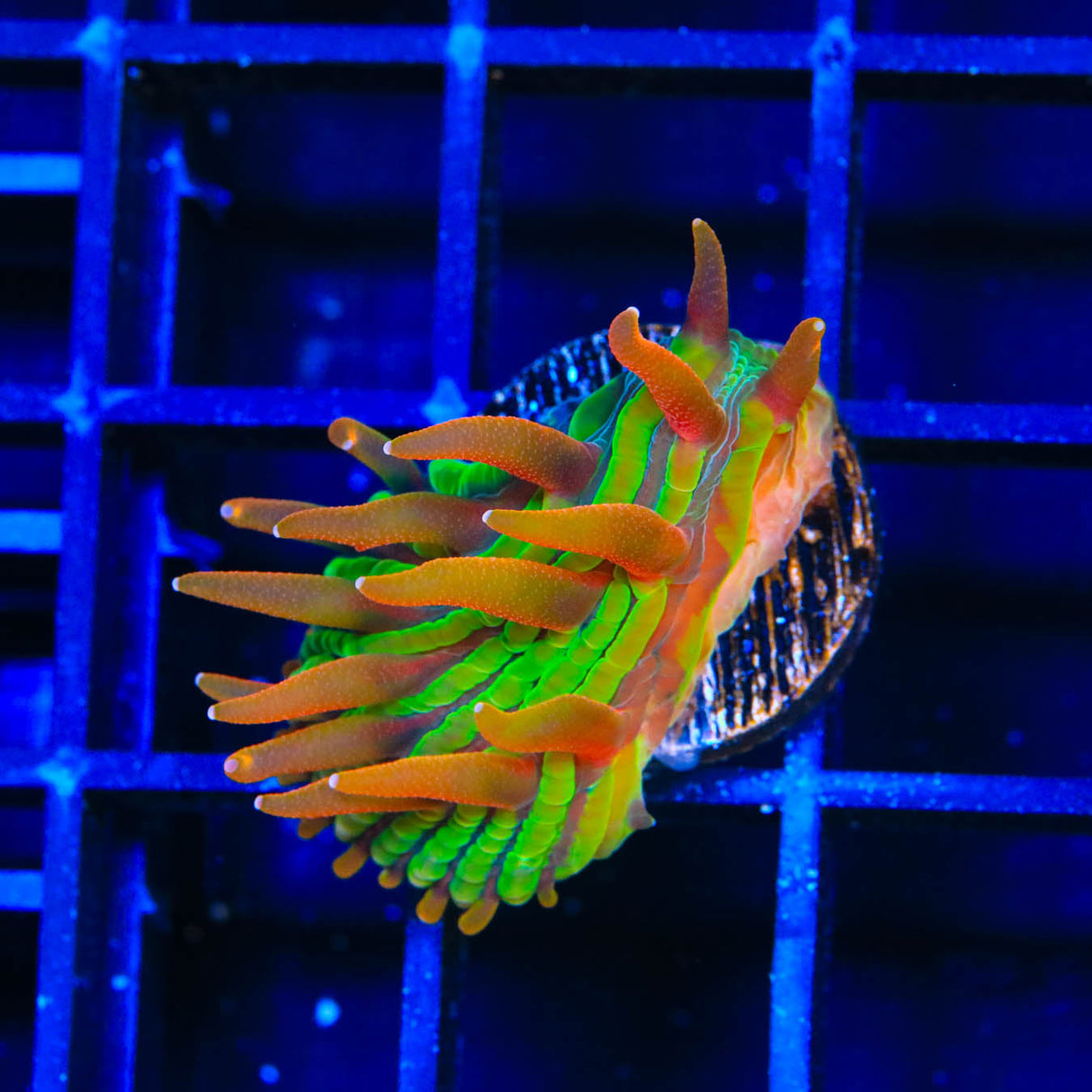 TSA Rainbow Blanka Diaseris Plate Coral - Top Shelf Aquatics