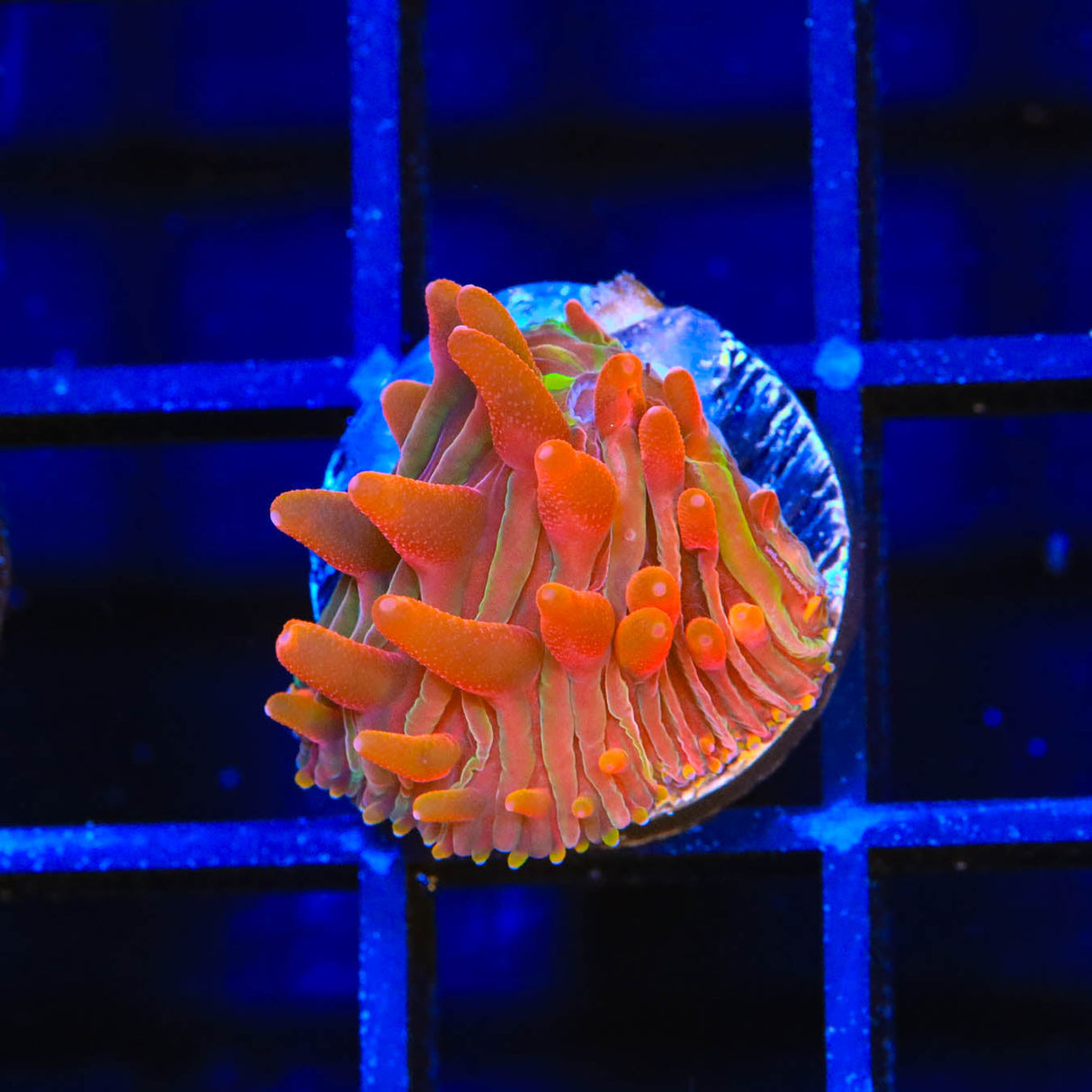 Flaming Cheeto Diaseris Plate Coral - Top Shelf Aquatics