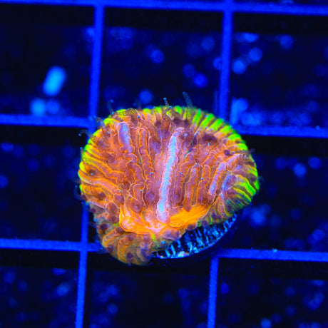 TSA Flaming Ring Aquacultured Plate Coral