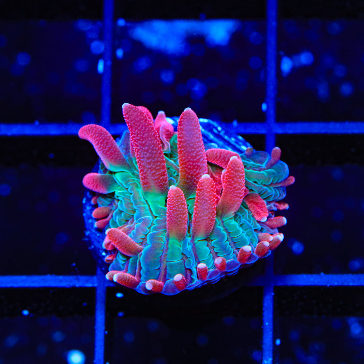 TSA Rainbow Blanka Plate Coral