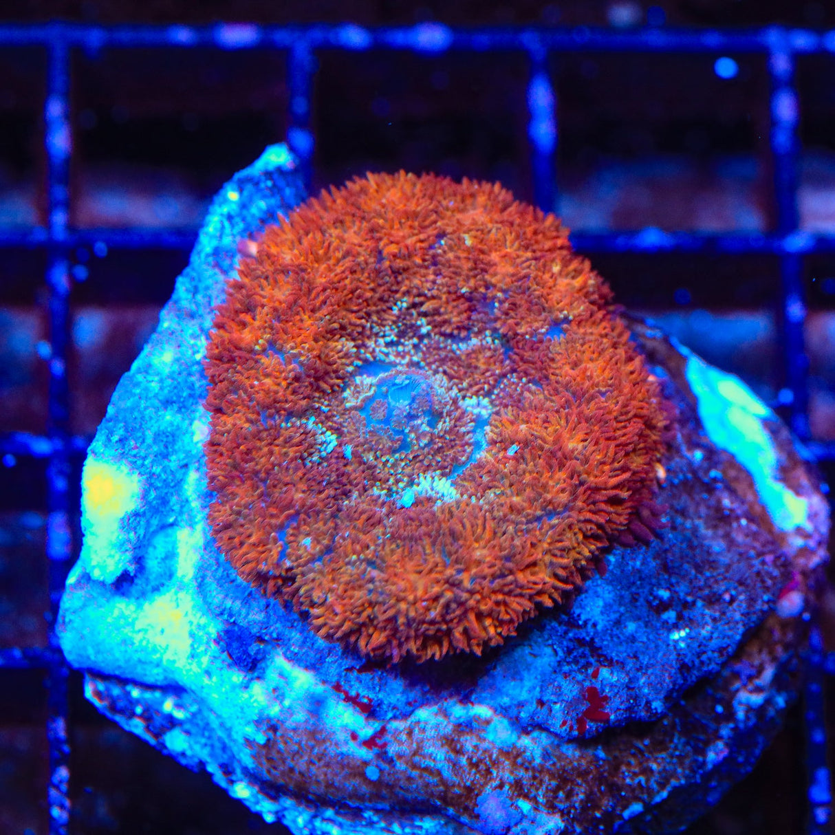 Hot Pot Mushroom Coral