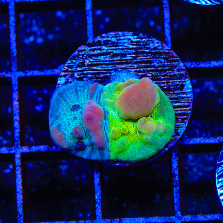 WWC Cosmic Candy Bounce Mushroom Coral