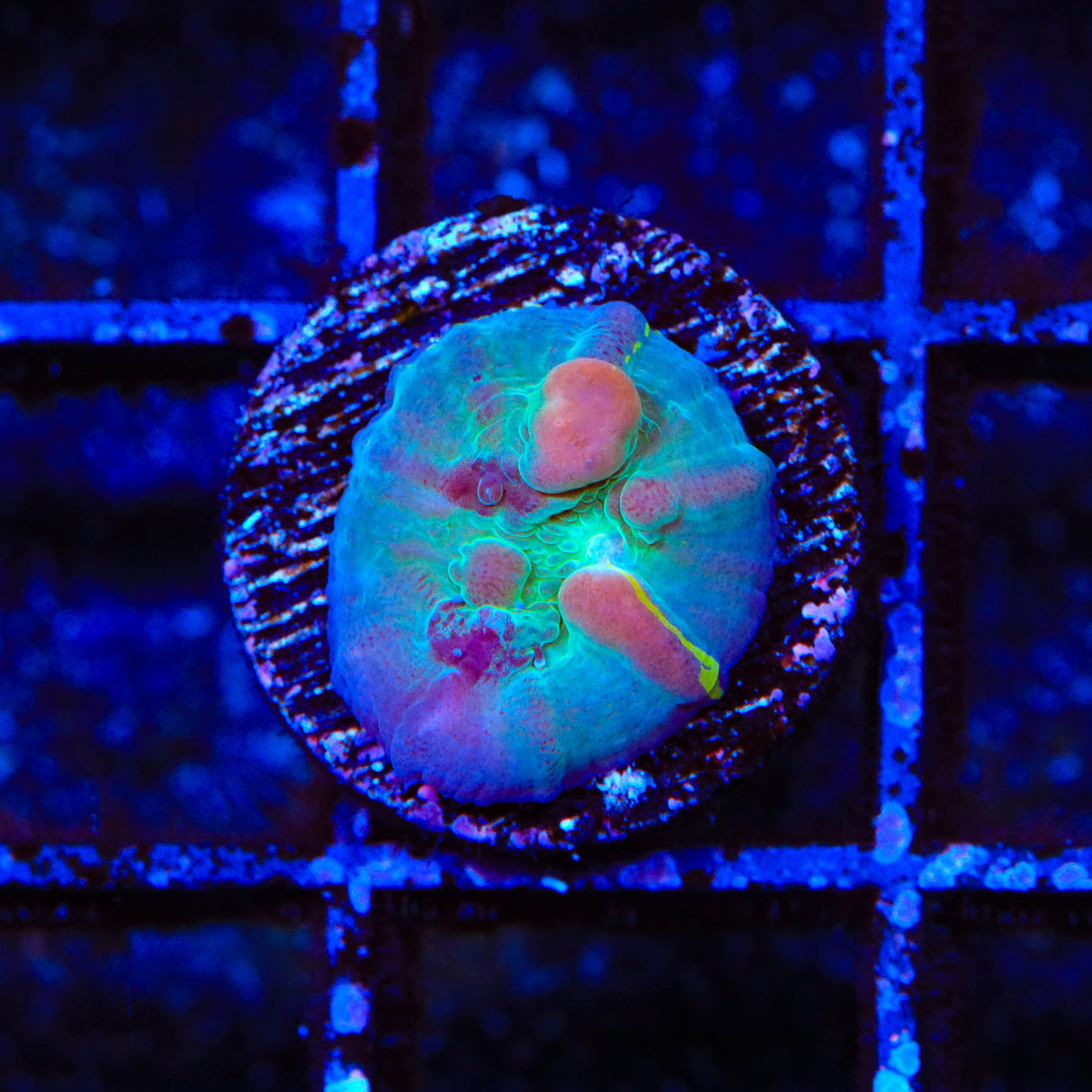 WWC Cosmic Candy Bounce Chalice Coral